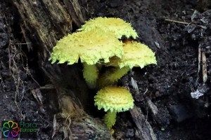 Pholiota flammans bewerkt